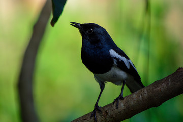 Oriental Magpie Robin bird