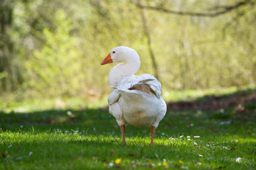 goose on grass