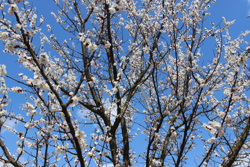 Blooming beautiful tree