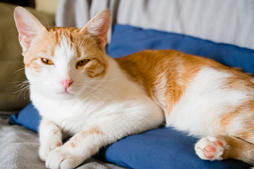funny red cat lying on a blue pillow