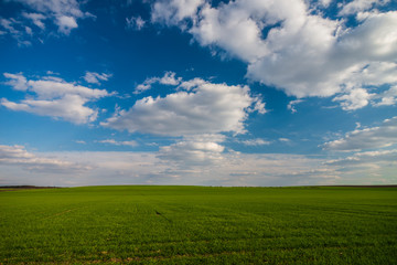 Fototapeta na wymiar Green meadow under blue sky with clouds 