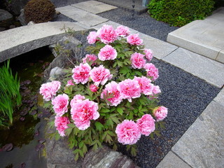 日本庭園に咲くピンクの牡丹
