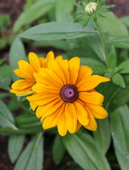 Solar yellow flowers of a coneflower