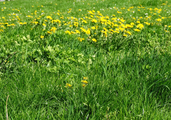 Eine Wiese mit viel Löwenzahn im Frühjahr