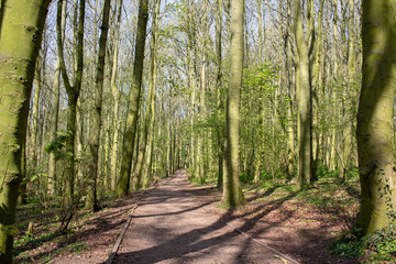 path in the forest