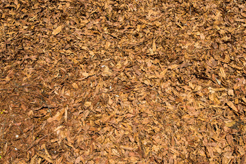 autumn leaves background