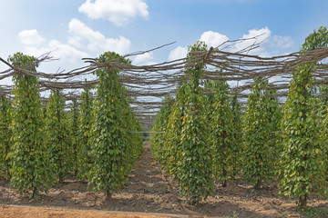 The straight rows of black pepper on the plantation. Phu Quoc, Vietnam.