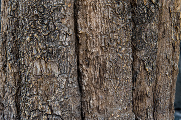 Obraz premium old wood texture of tree