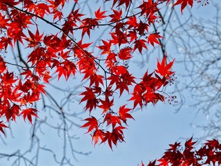 Japanese Maple 