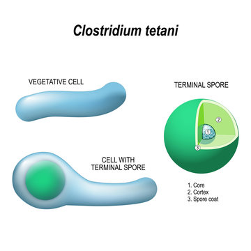 clostridium tetani. Anatomy of the cell with terminal spore, and vegetative cell.