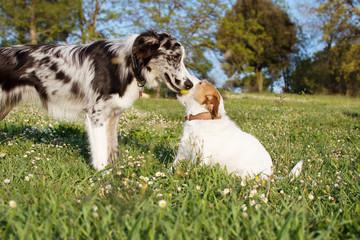Obraz premium TWO ACTIVE DOGS PLAYING WITH A YELLOW TENNIS BALL ON GREEN GRASS PARK. JACK RUSSELL AND BORDER COLLIE SCOTTISH HAVING FUN.