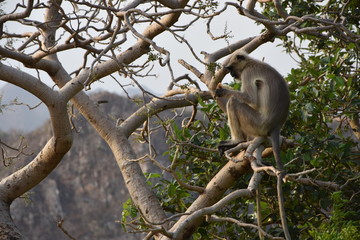 Udaipur, Inde, lac, jardins, beauté