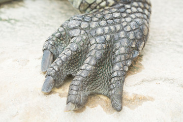 close up paw of crocodile with nails and scales
