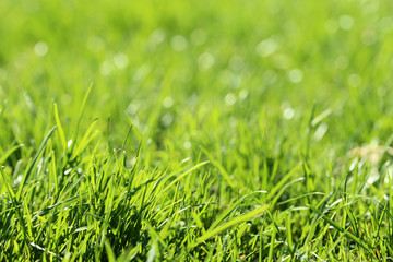 Background of green grass