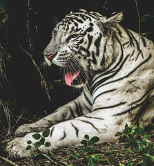 A Royal Bengal Indian White Tiger spotted with its mouth wide open in its natural habitat in the wilderness of the forest