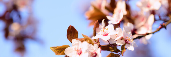Blooming cherry against the blue sky. Long format