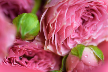 Pink rose bud close up