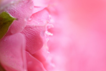 Pink rose bud close up