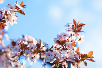 Blooming cherry against the blue sky