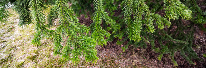 Twigs evergreen trees with needles