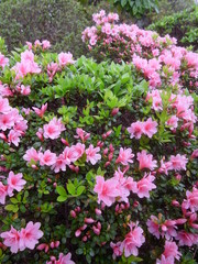 植え込みの躑躅