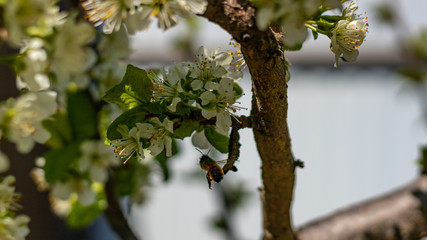 a bee or a wasp flies near a flower tree. Insect pollinates cherry and apple flowers