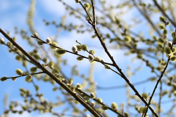  willow