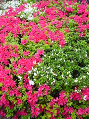 植え込みの躑躅