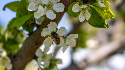 a bee or a wasp flies near a flower tree. Insect pollinates cherry and apple flowers