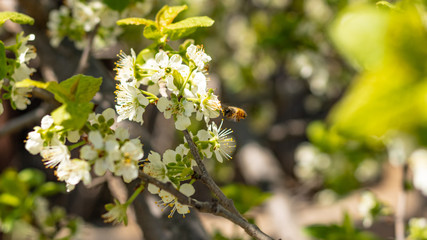 a bee or a wasp flies near a flower tree. Insect pollinates cherry and apple flowers