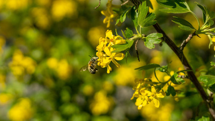 a bee or a wasp flies near a flower tree. Insect pollinates cherry and apple flowers