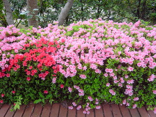 植え込みの躑躅