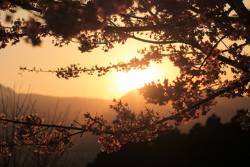 夕日に照らされる桜