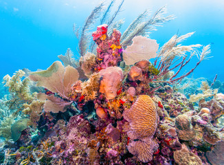 Coral garden in Caribbean