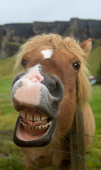 Funny icelandic horse smiling and laughing with large teeth. Selective focus on the teeth and nose.