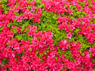 Fototapeta premium ツツジの花