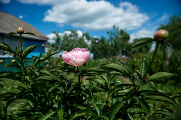 Peony flower in the summer garden. Beautiful, tender plant in green leaves in nature. Copy space. 