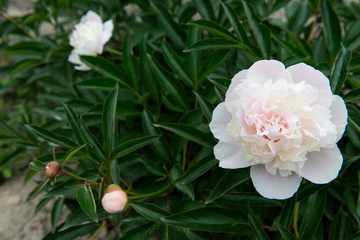 Peony flower in the summer garden. Beautiful, tender plant in green leaves in nature. Copy space. 