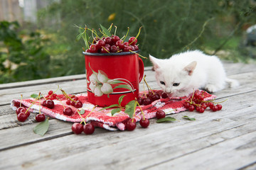 A cup of cherries and a kitten on a gray wooden table. Fresh, red, juicy berries from the garden. 