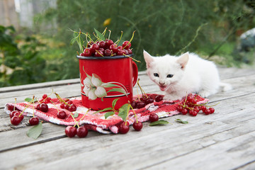 A cup of cherries and a kitten on a gray wooden table. Fresh, red, juicy berries from the garden. 
