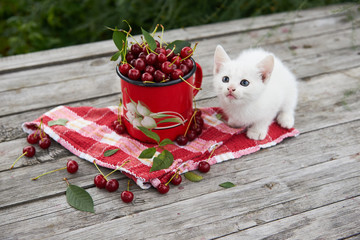 A cup of cherries and a kitten on a gray wooden table. Fresh, red, juicy berries from the garden. 