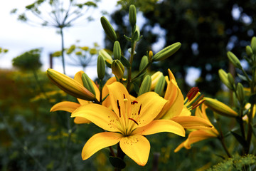 The flower of a yellow lily growing in a summer garden. Bouquet of lilies.  Drops on the petals of the flowers. Beautiful delicate plant in nature