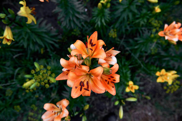 The flower of a yellow lily growing in a summer garden. Bouquet of lilies.  Drops on the petals of the flowers. Beautiful delicate plant in nature. 