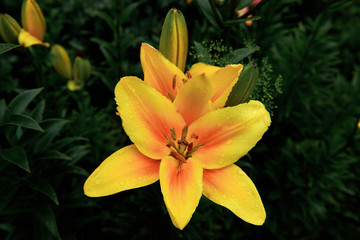 The flower of a yellow lily growing in a summer garden. Bouquet of lilies.  Drops on the petals of the flowers. Beautiful delicate plant in nature
