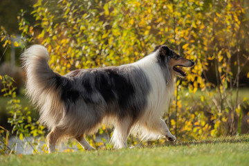 Naklejka na ściany i meble A beautiful collie with long hair out in nature