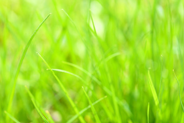 Background with green wet grass 