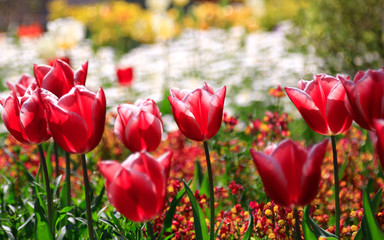 チューリップガーデン　花園　赤いチューリップ