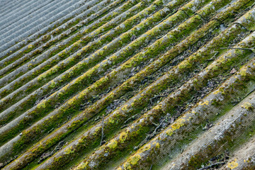 Slate roof is covered with green moss