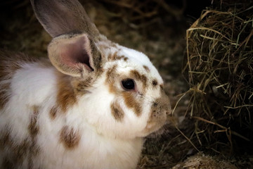 White Rabbit Portrait