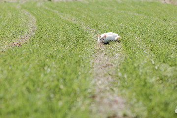 Beautiful white cat with a funny face walking on the green grass in the field